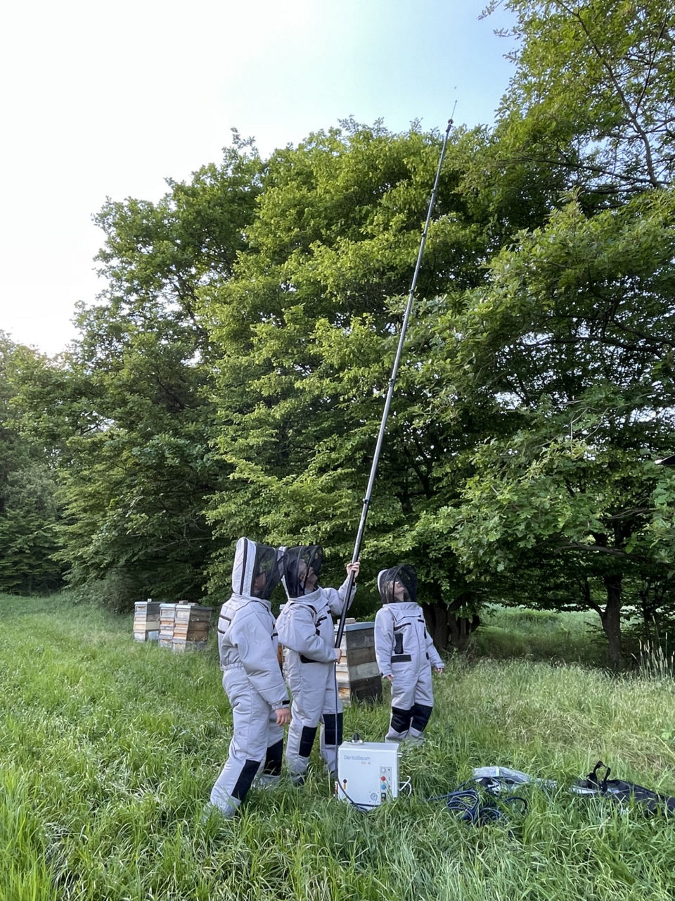 Die lange Lanze zur Nestbekämpfung reicht weit nach oben.