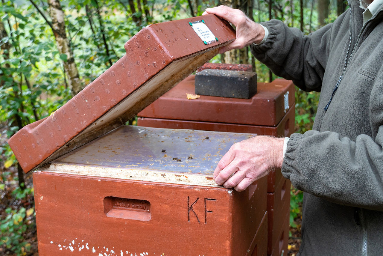 Geöffneter Bienenstock