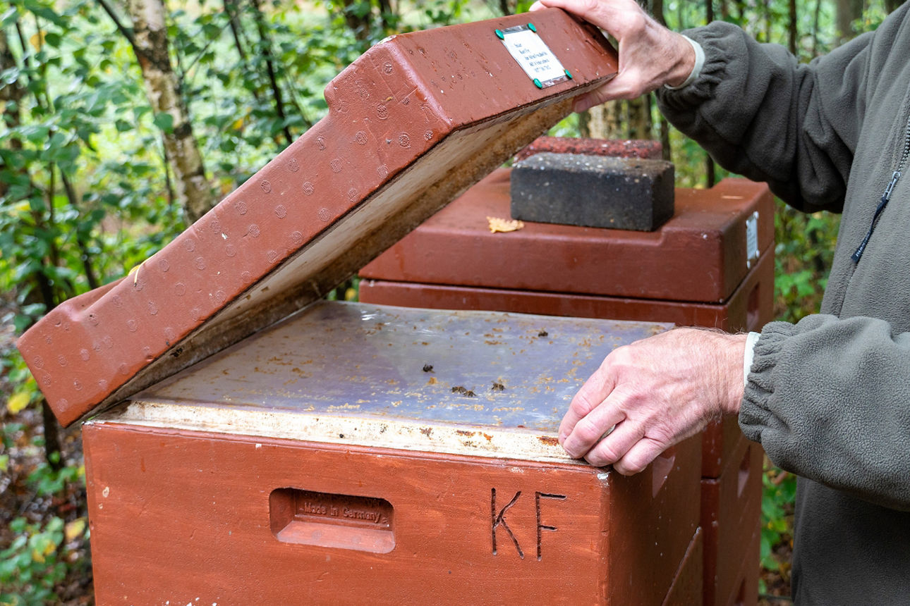 Geöffneter Bienenstock