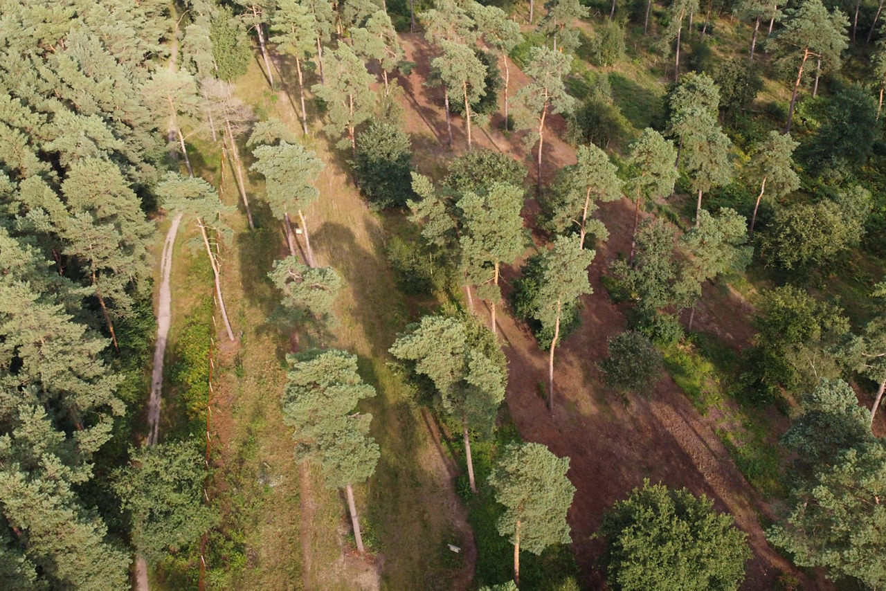 Familien pflanzen Bäume im Volsbank-Wald