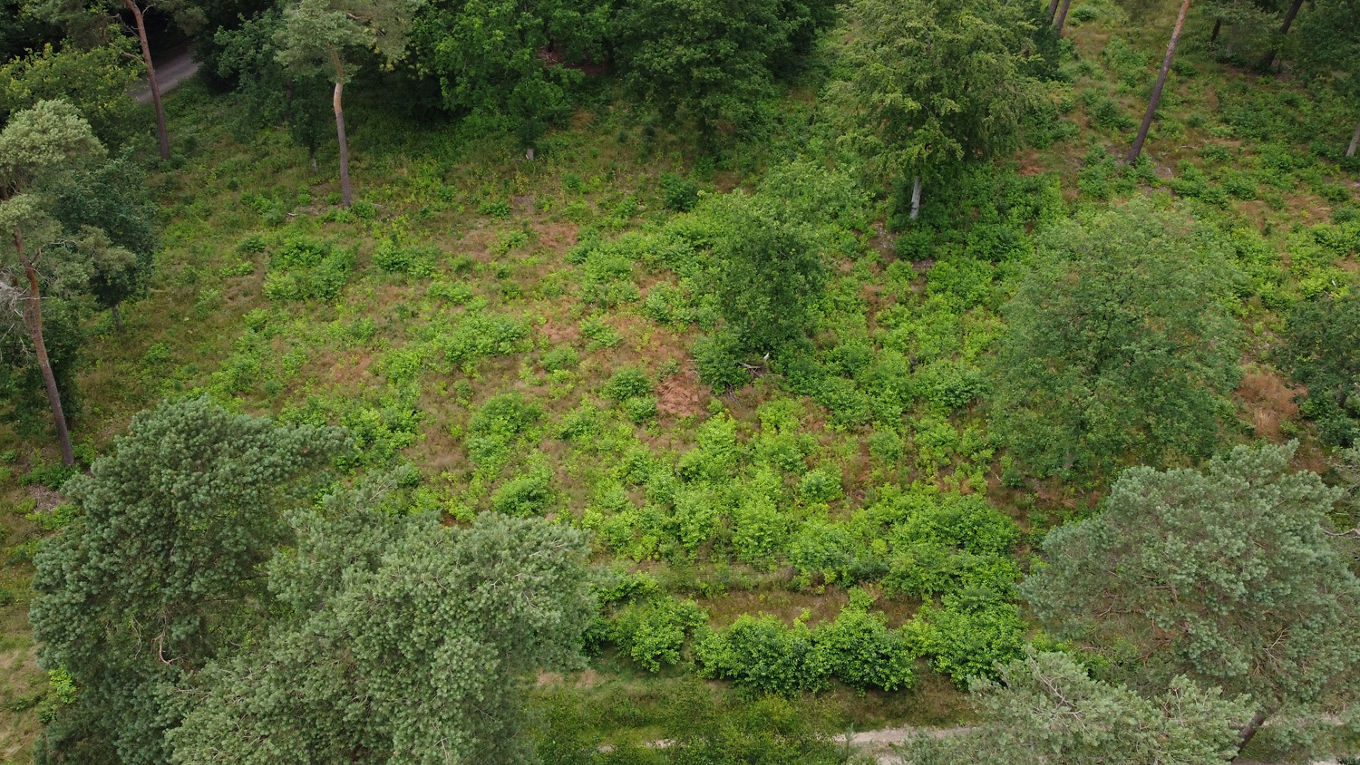 Drohnenflug über unseren Volksbank-Wald