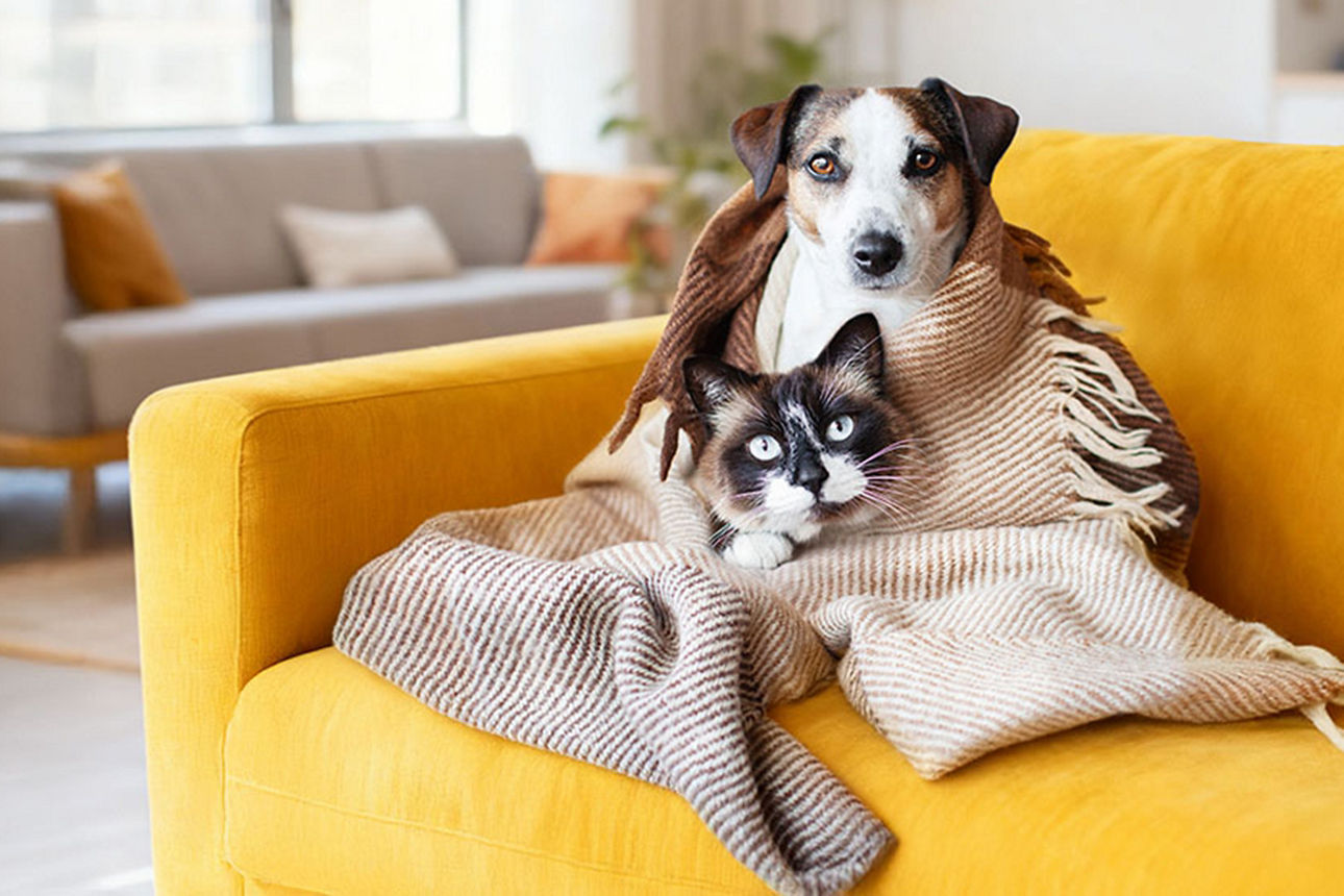 Auf einem gelben Sofa sitzen ein Hund und eine Katze, eingewickelt in eine gemütliche Decke und schauen den Betrachter an.