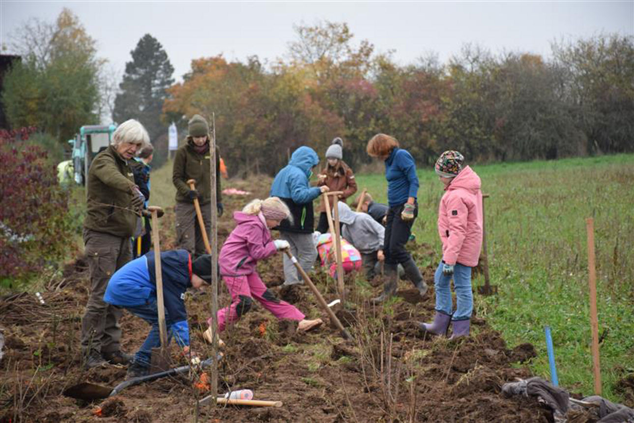 Erwachsene und bunt gekleidete Kinde stehen zusammen auf einem Feld und arbeiten daran eine Hecke zu pflanzen. 