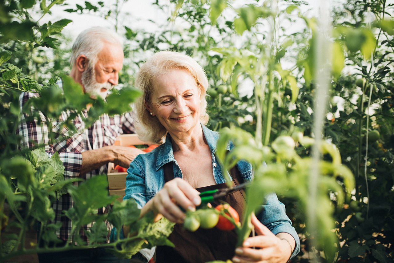 Ehepaar schneidet Tomaten im Garten