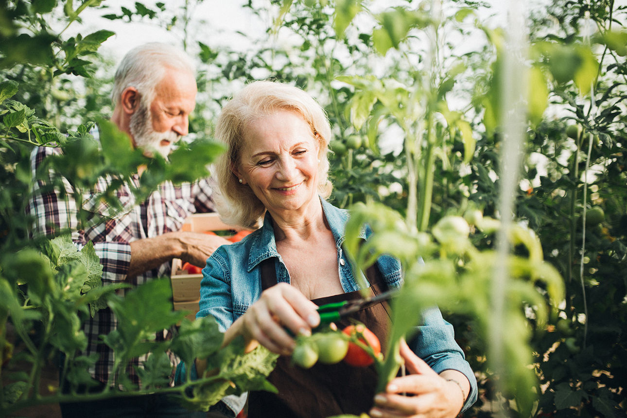 Ehepaar schneidet Tomaten im Garten