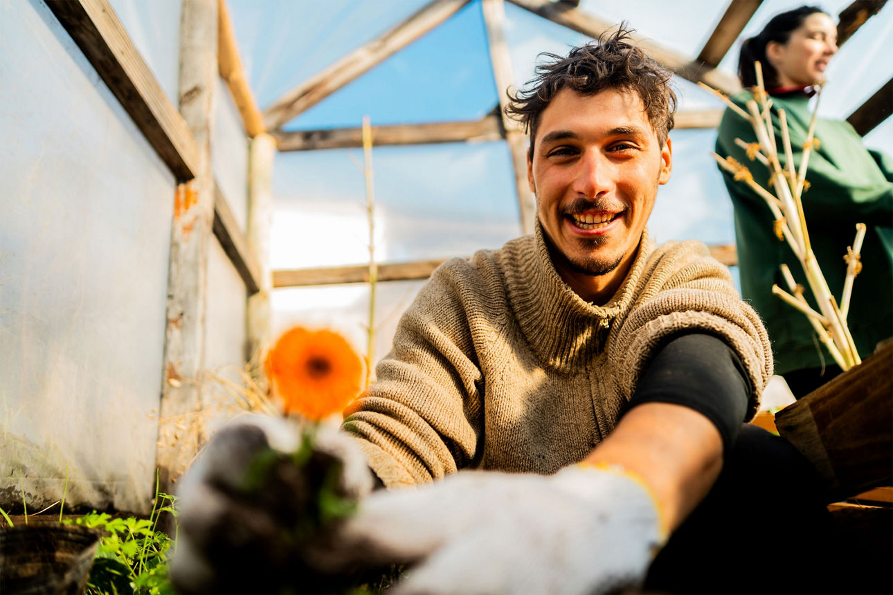Junger Landwirt pflegt Ringelblumen in einem Gewächshaus