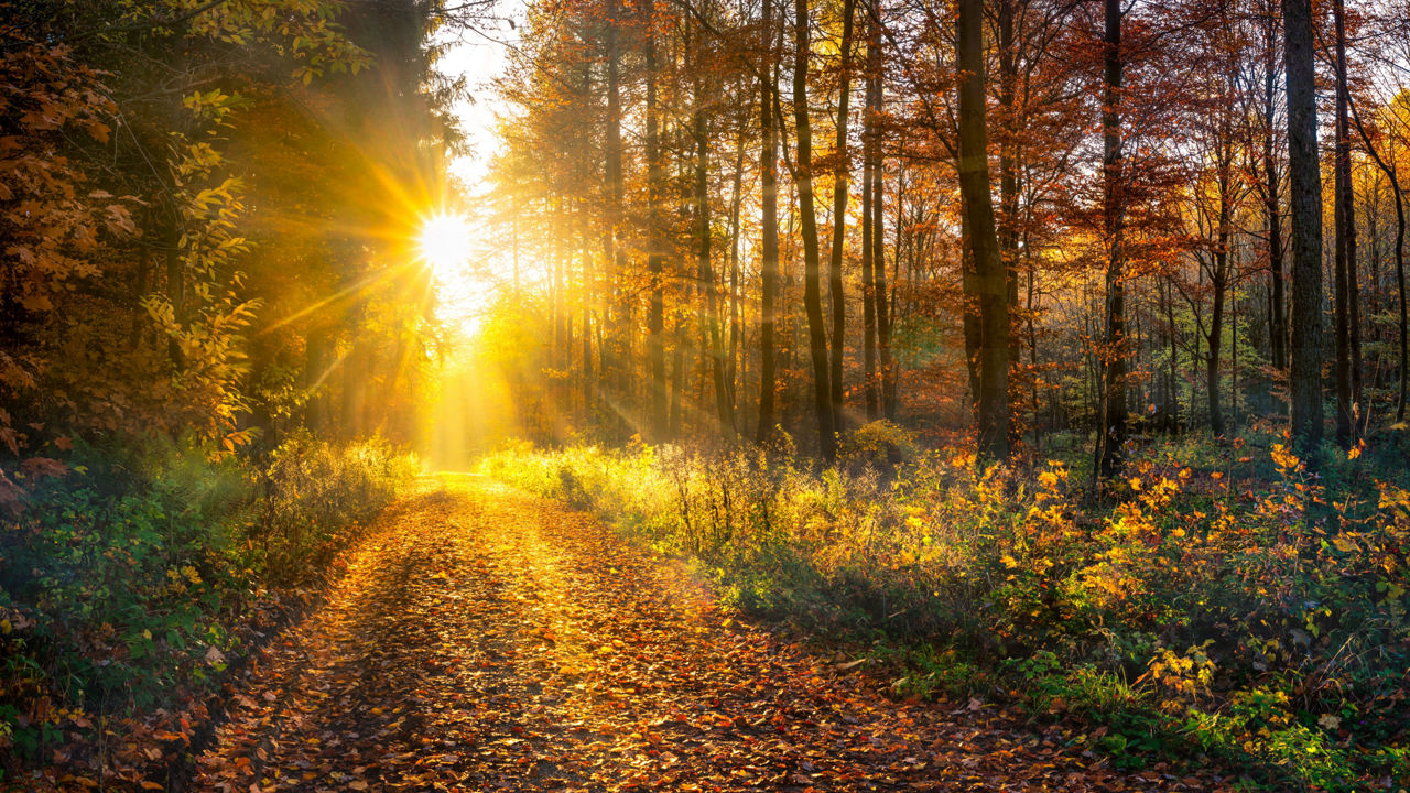 Waldweg im Herbst, die Sonnenstrahlen fallen durch die Blätter und beleuchten den Weg.