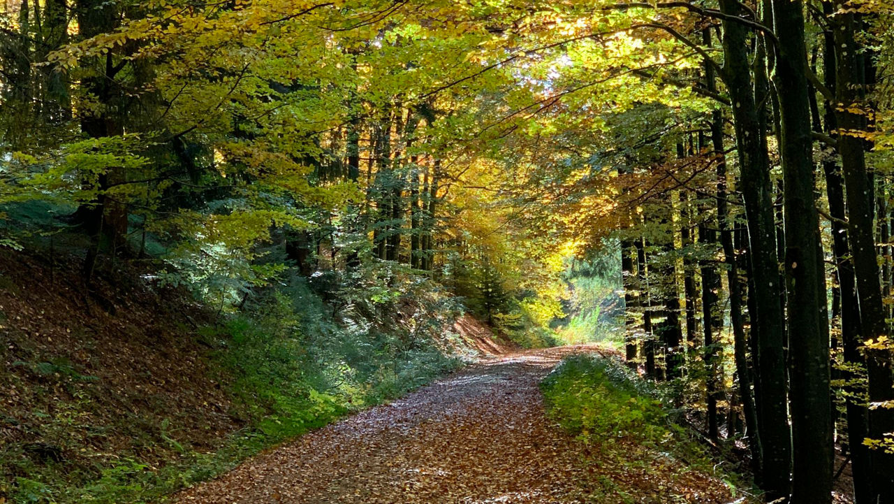 Wald