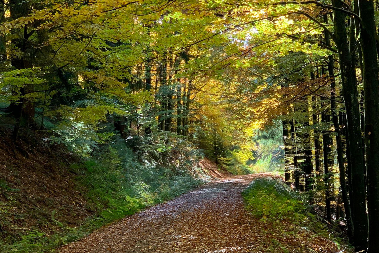 Wald