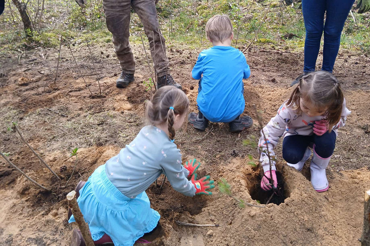 Junge Bäume werden in die vorbereiteten Pflanzlöcher gesetztt.