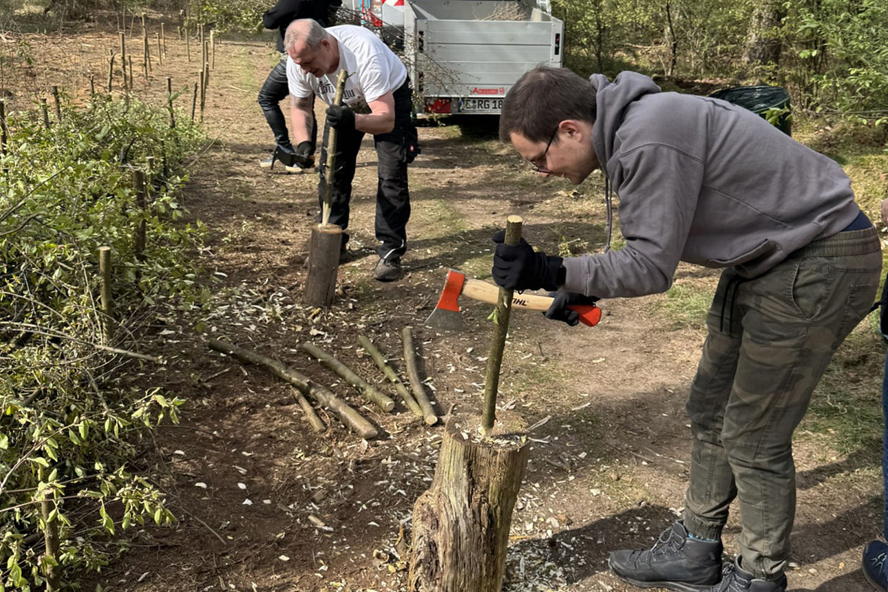 Äste werden angespitzt, damit diese für eine Naturmauer genutzt werden können.