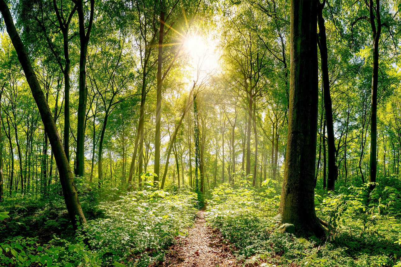 Bäume und STräucher in einem Wald