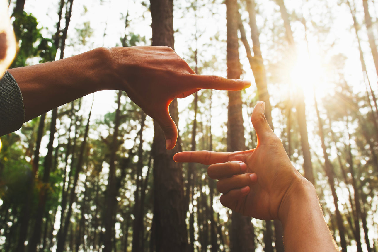 Eine Szene im Wald bei Sonnenschein
