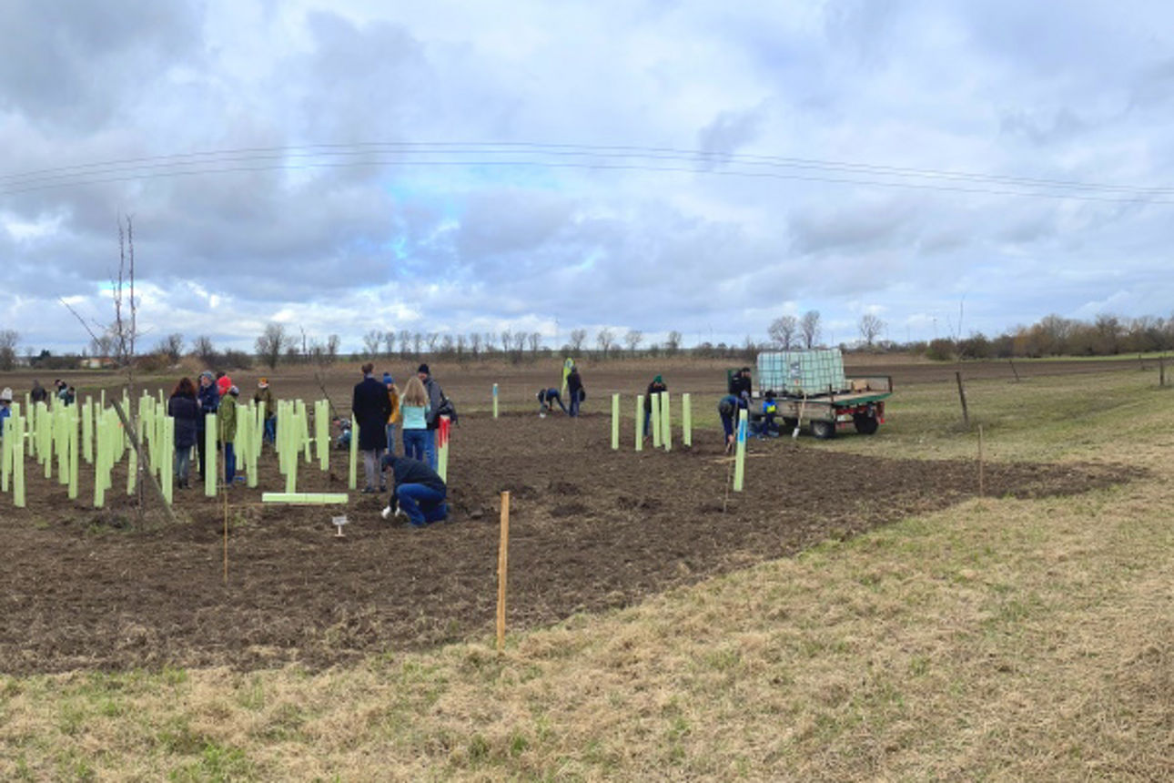 Wiese mit vorbereiteter Pflanzfläche 