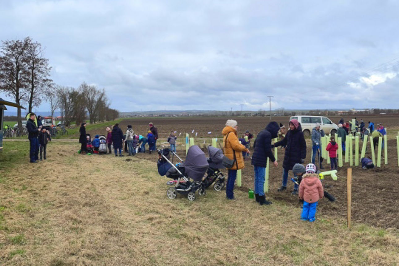 Personen schauen beim Baumpflanzen zu