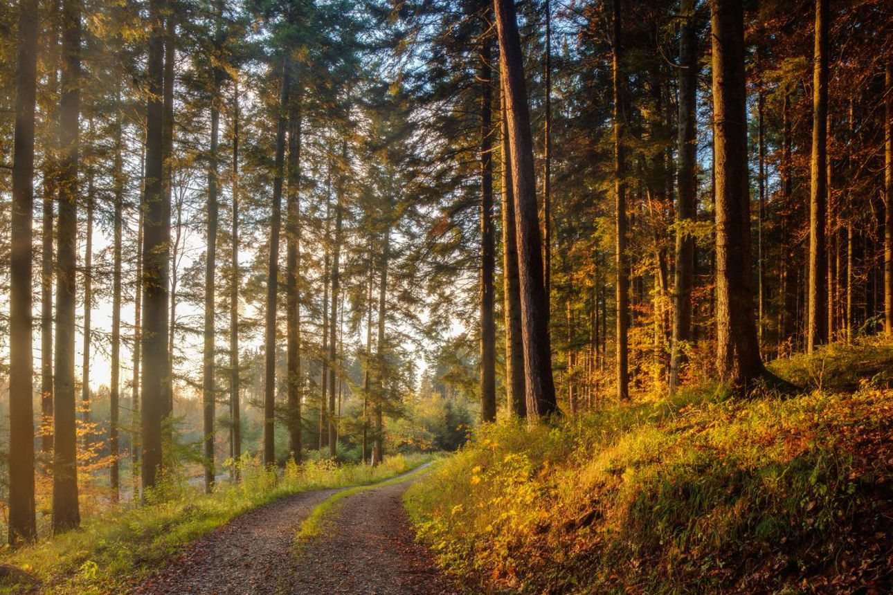 Waldweg