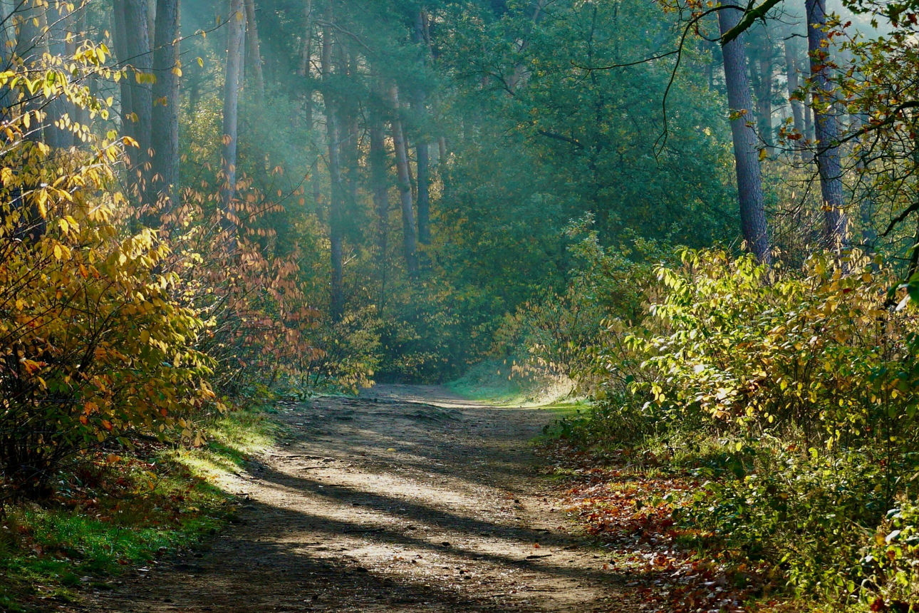 Waldweg mit Lichteinfall