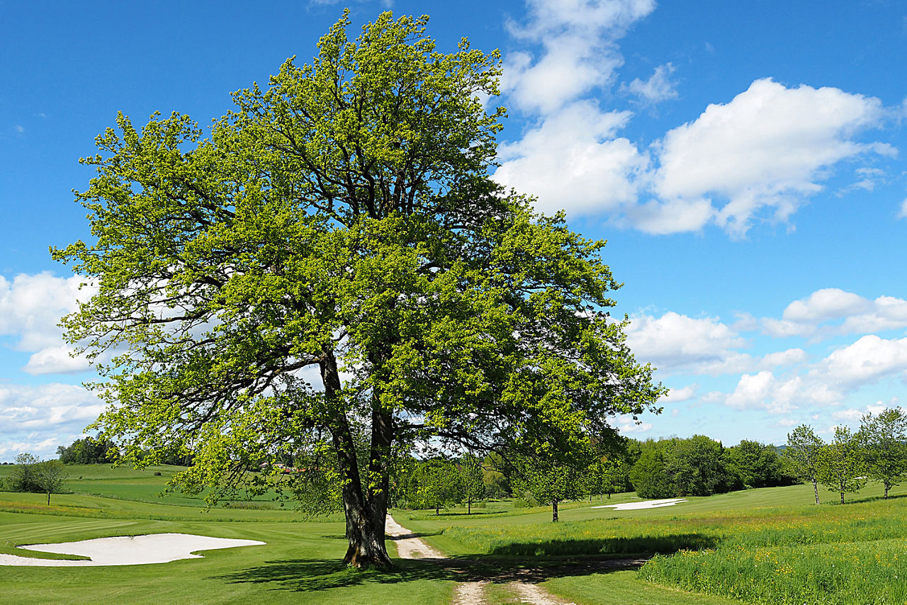 Wanderung - Foto: Wolfratshausen Feldweg mit Baum © Tanja Schulte