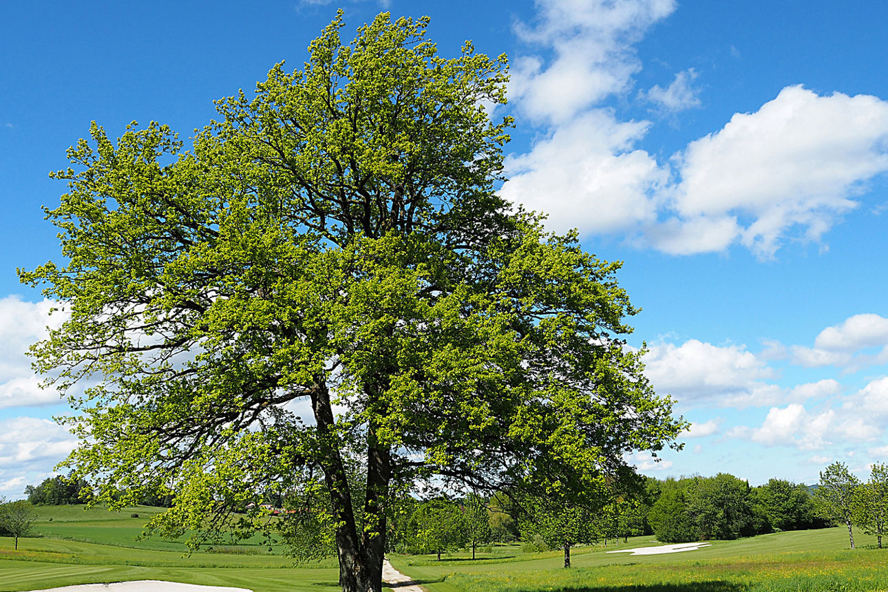 Wanderung - Foto: Wolfratshausen Feldweg mit Baum © Tanja Schulte