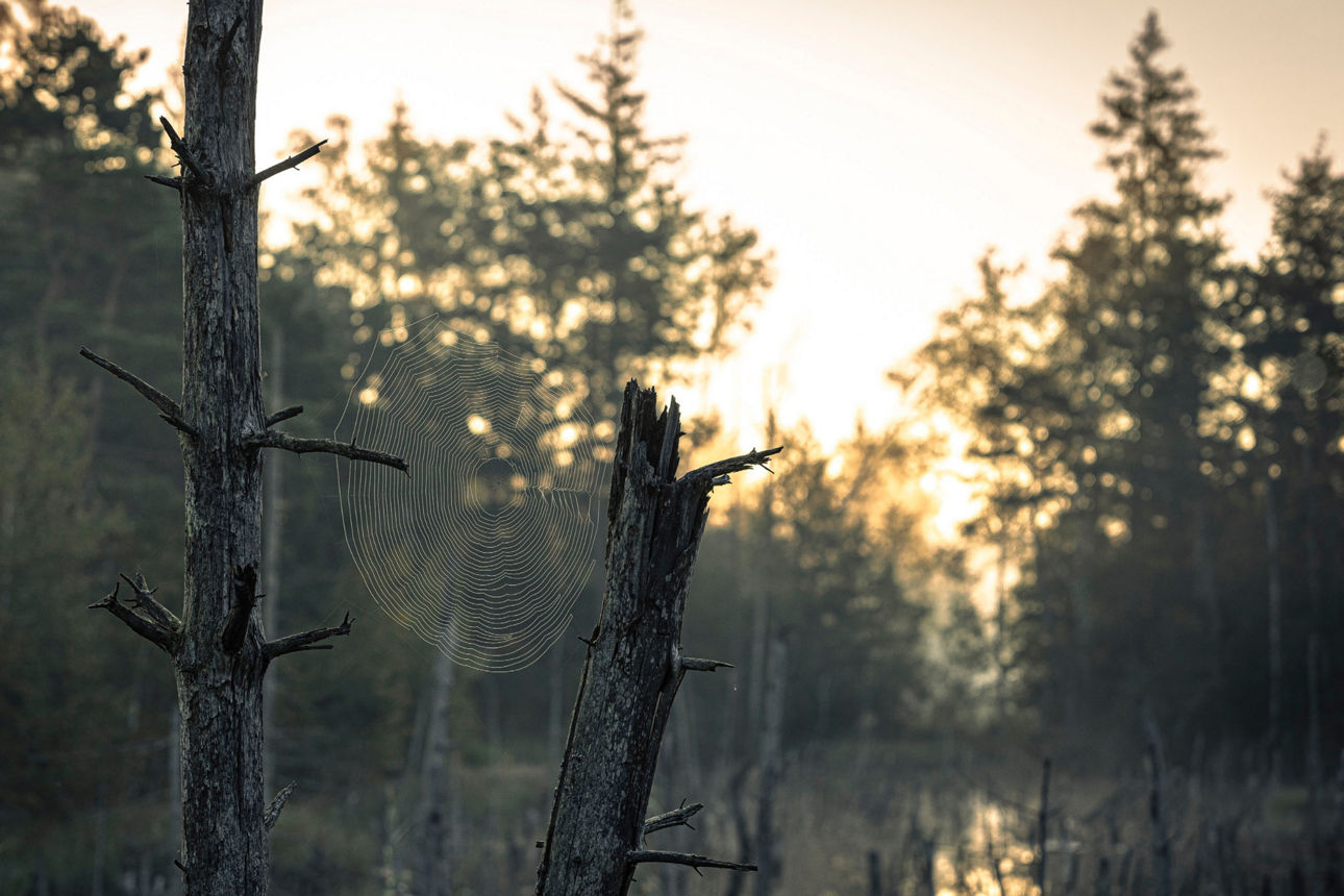 Wanderung - Foto: Spatenbräufilz © Andy Ilmberger