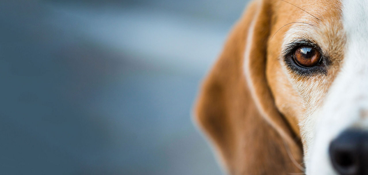 Ein Hund blickt in die Kamera. Es ist nur der halbe Kopf abgebildet.