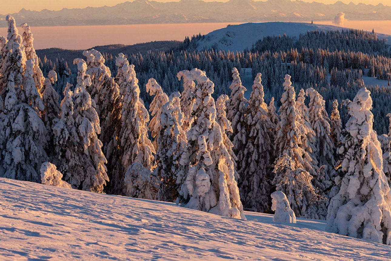 Verschneite Bäume auf einem Hügel im Abendlicht, dahinter eine Bergkette unter klarem Himmel.