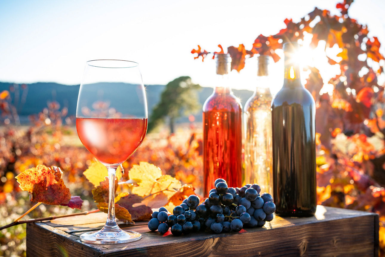 Verschiedene Weine und ein Glas Rose stehen in der Abendsonne im Weinberg.