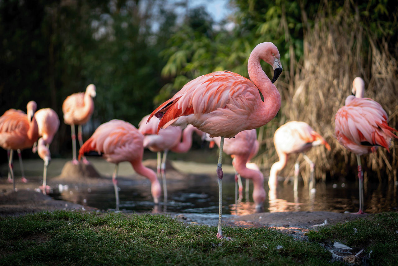 Flamingos in der Wilhema