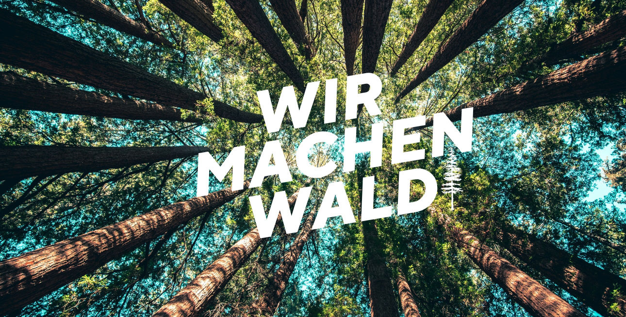 Blick zu den Baumkronen in einem Nadelwald