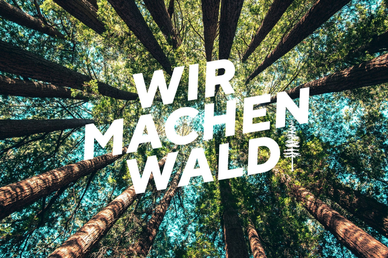 Blick in die Baumkronen