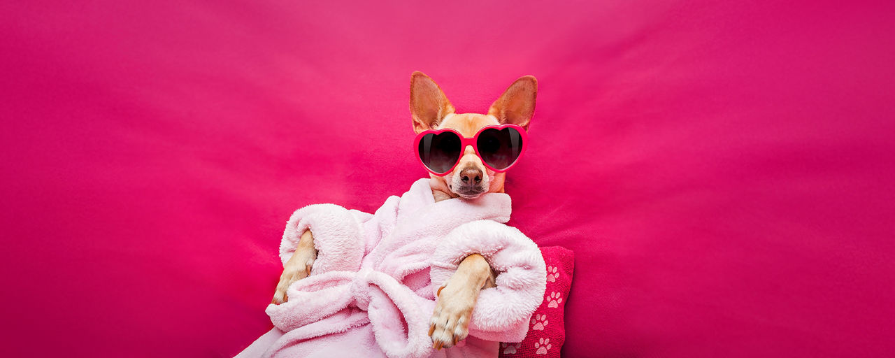 Hund mit Bademantel und Sonnenbrille liegt vor pinkem Hintergrund