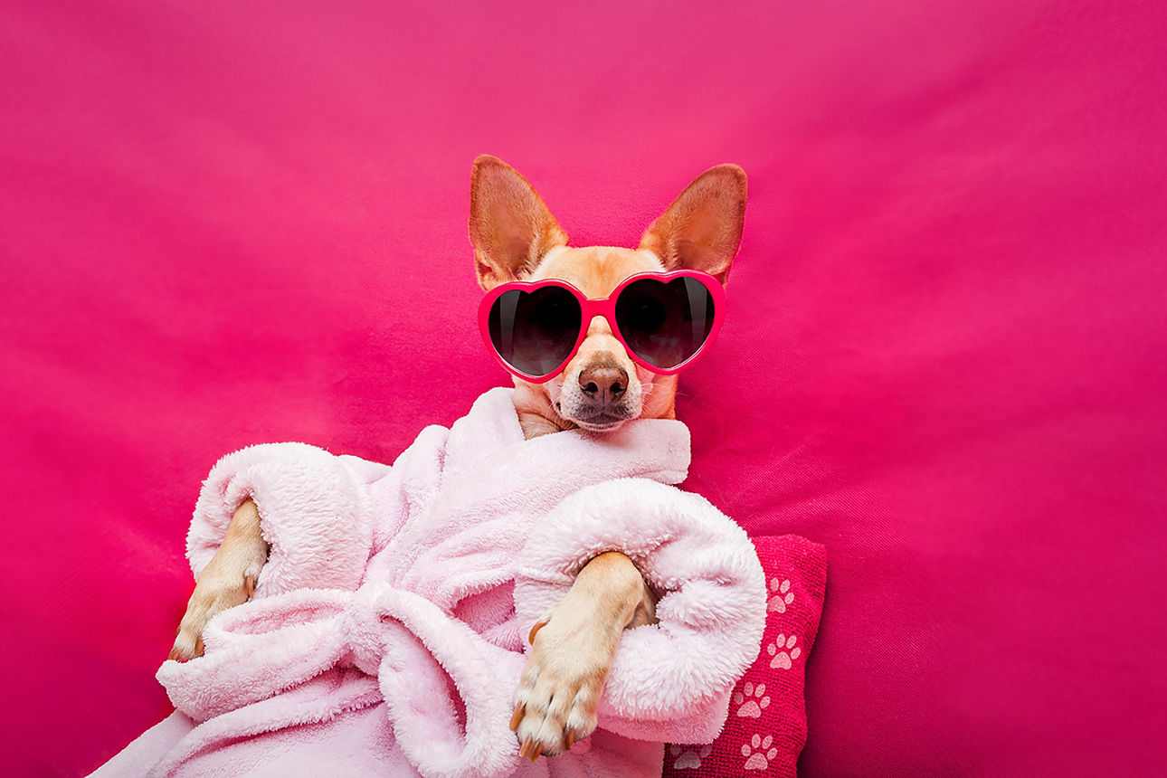 Hund mit Bademantel und Sonnenbrille liegt vor pinkem Hintergrund