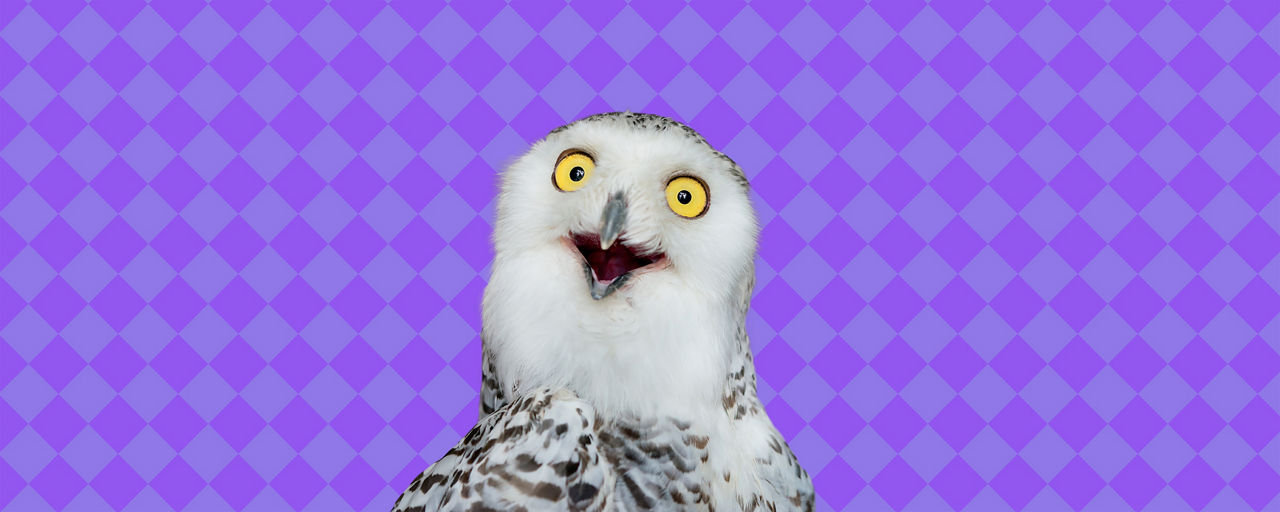 Eule vor lila Hintergrund