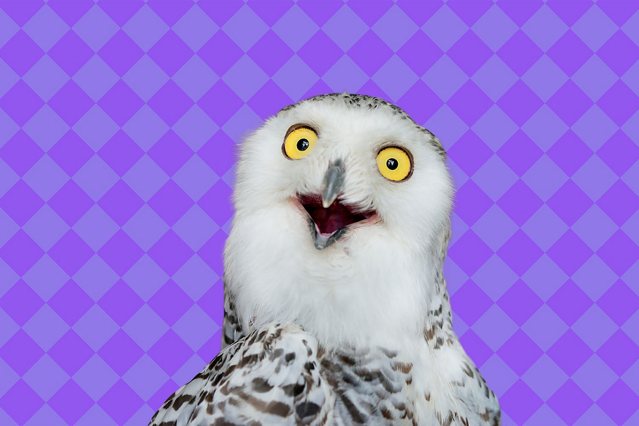 Eule vor lila Hintergrund