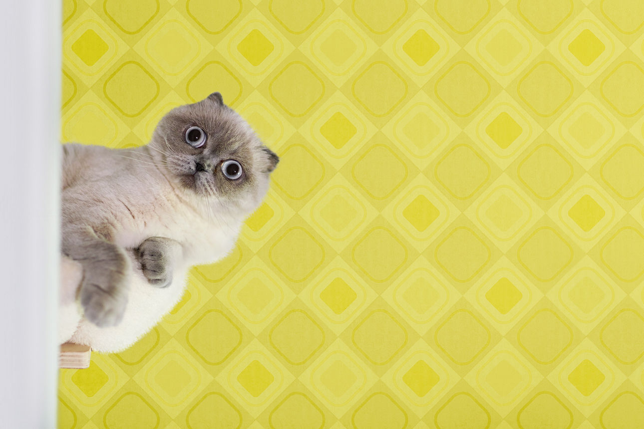 Eule vor lila Hintergrund