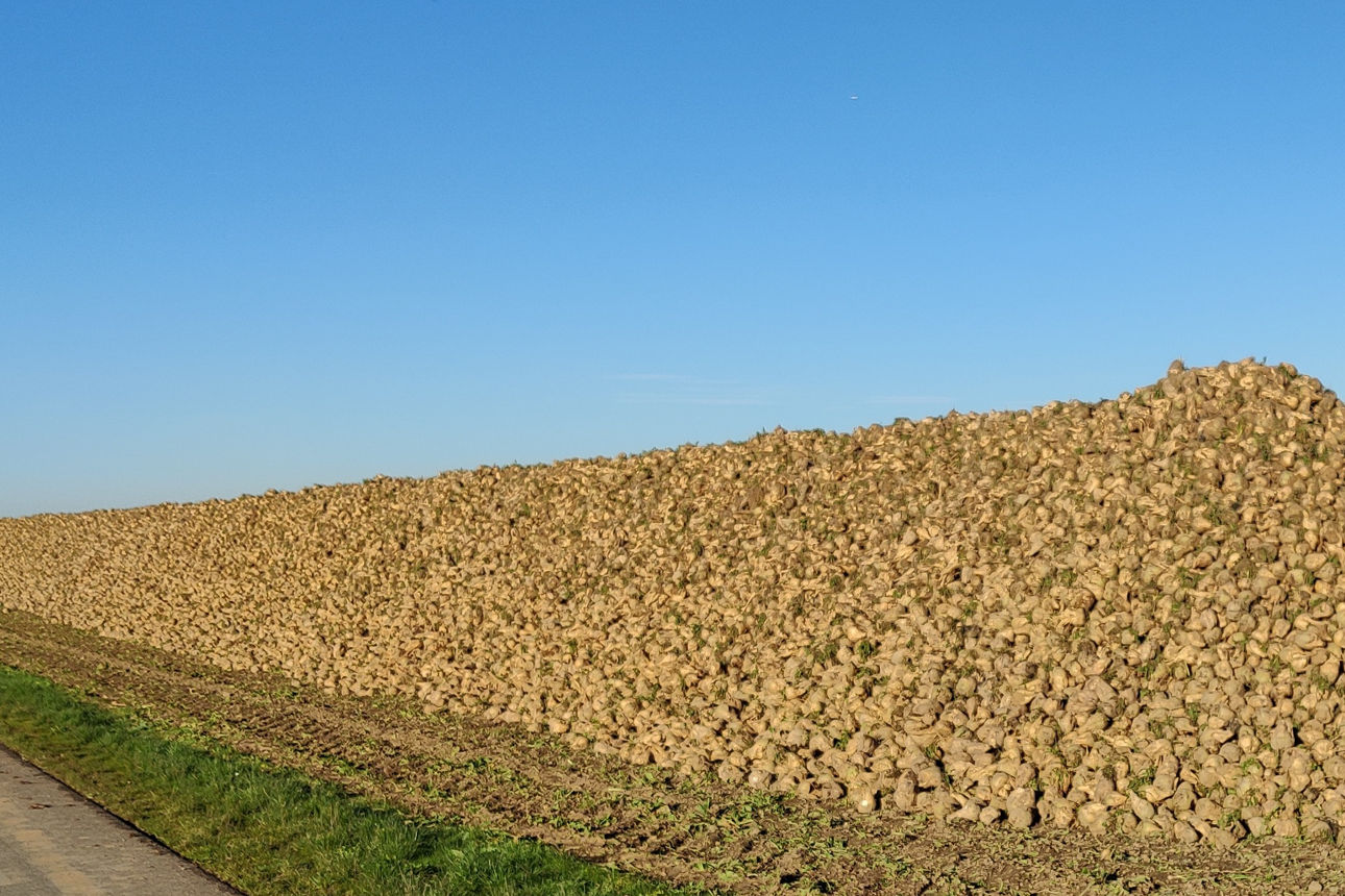 Zuckerrüben fertig zur Verladung