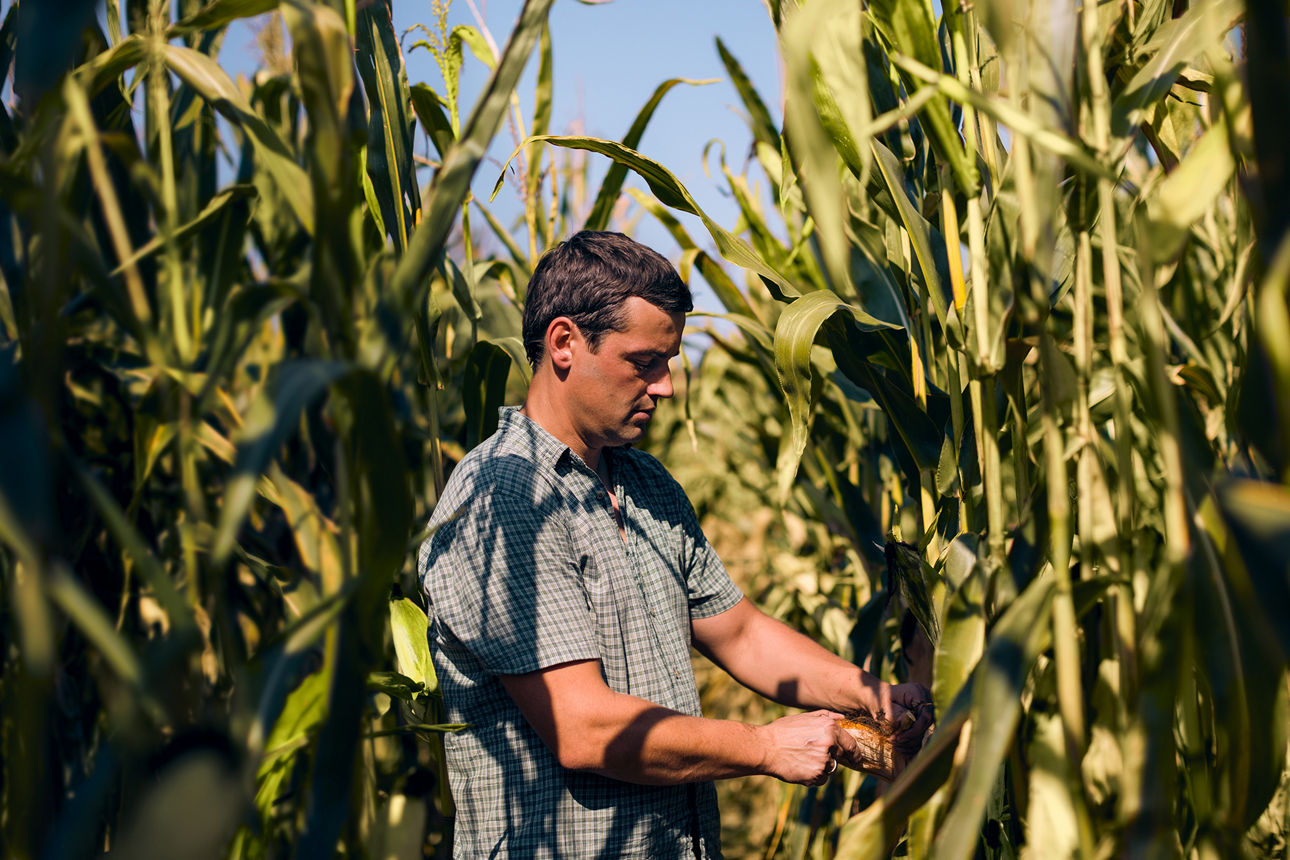 Ein Landwirt steht in seinem Maisfeld