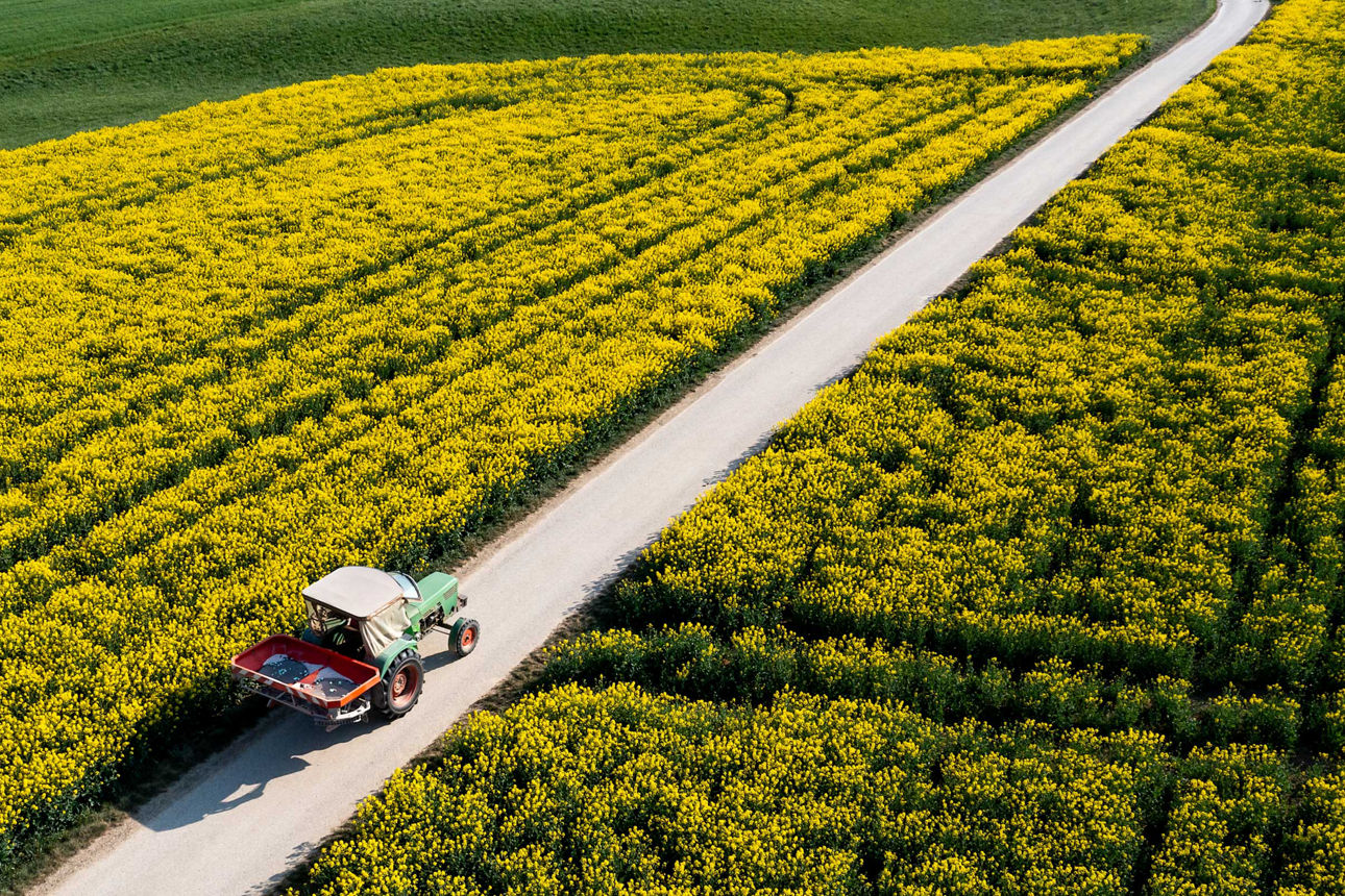 Vogelperspektive auf einen Traktor, der auf einem Feldweg inmitten von blühenden, gelben Rapsfeldern fährt.