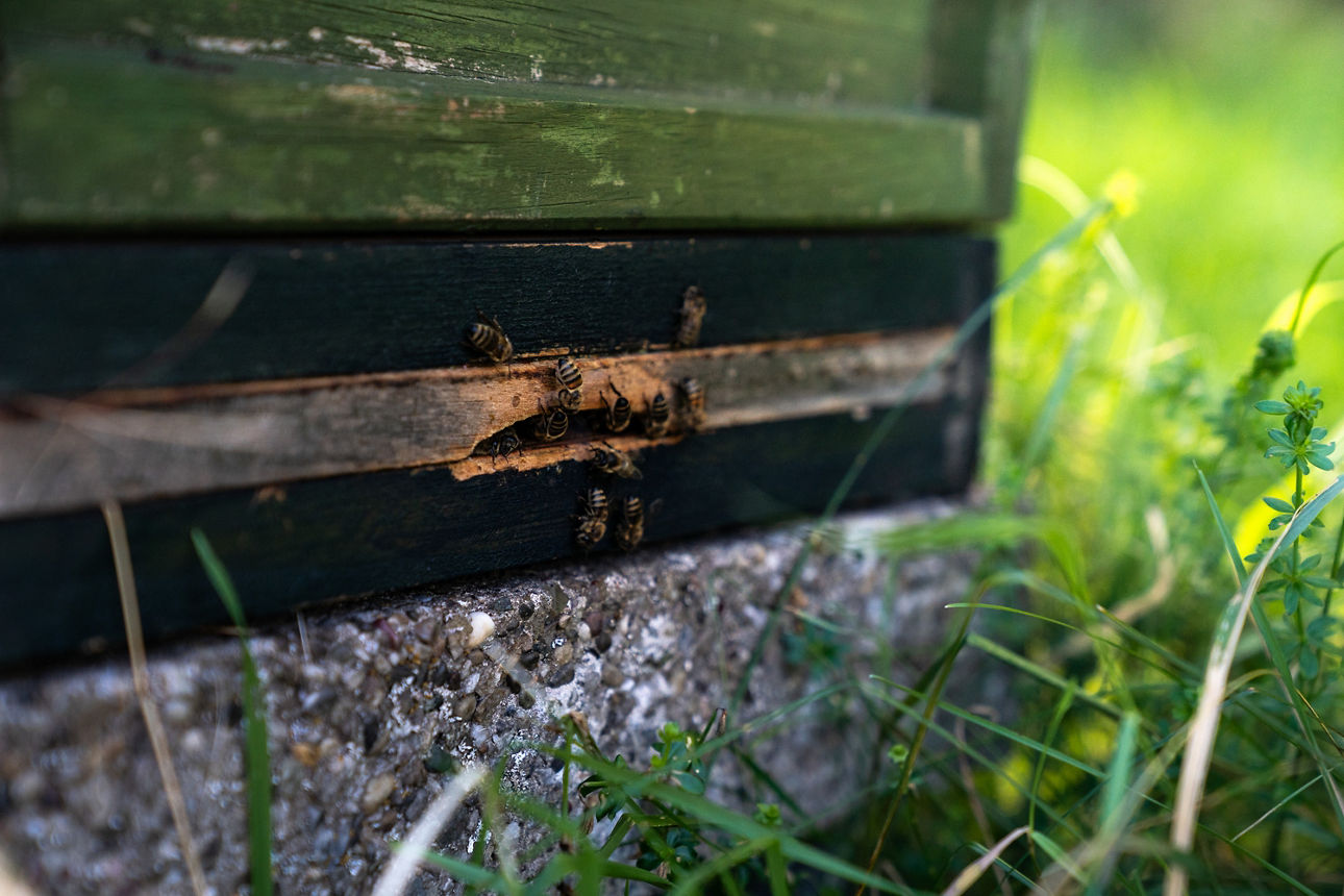 Eine Nahaufnahme von Bienen an Ihrem Bienenstock