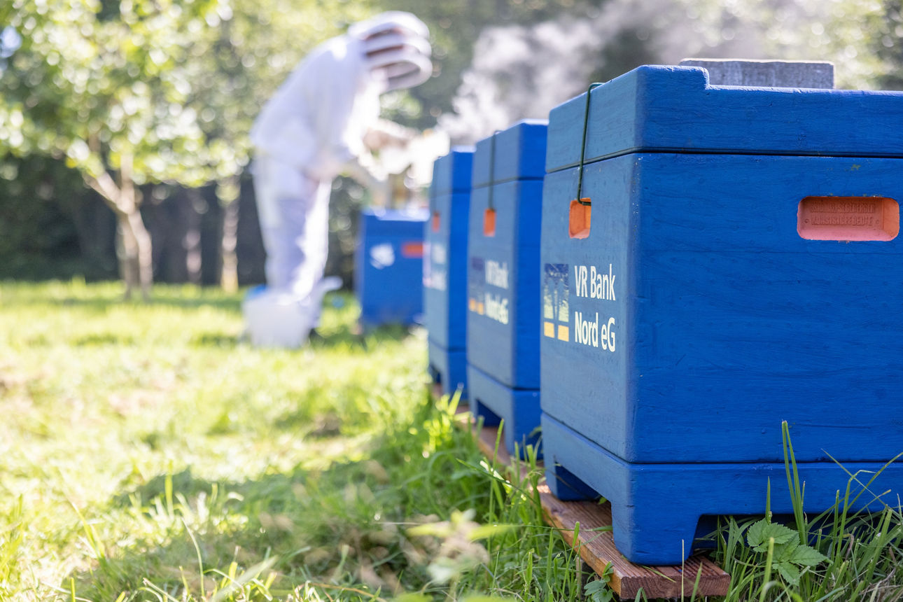 Blaue Bienenbeuten, deren Vorderseite mit dem Logo der VR Bank Nord versehen ist
