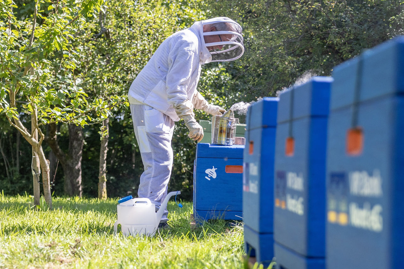 Ein Imker im Schutzanzug beugt sich über eine Bienenbeute.