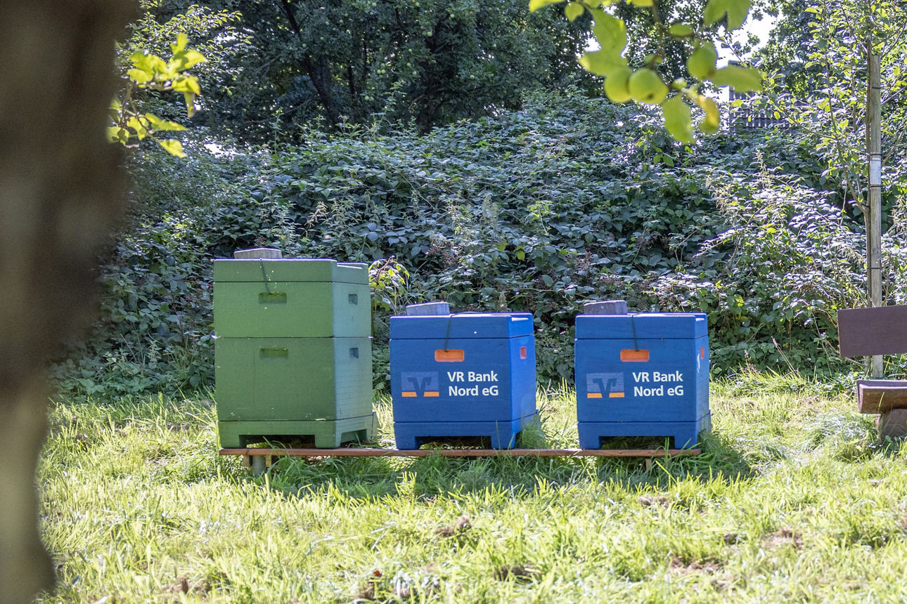 Eine grüne und zwei blaue Bienenbeuten auf einer Rasenfläche