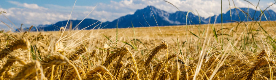 Weizenspitzen in einem Weizenfeld und große Berge in der Ferne.
