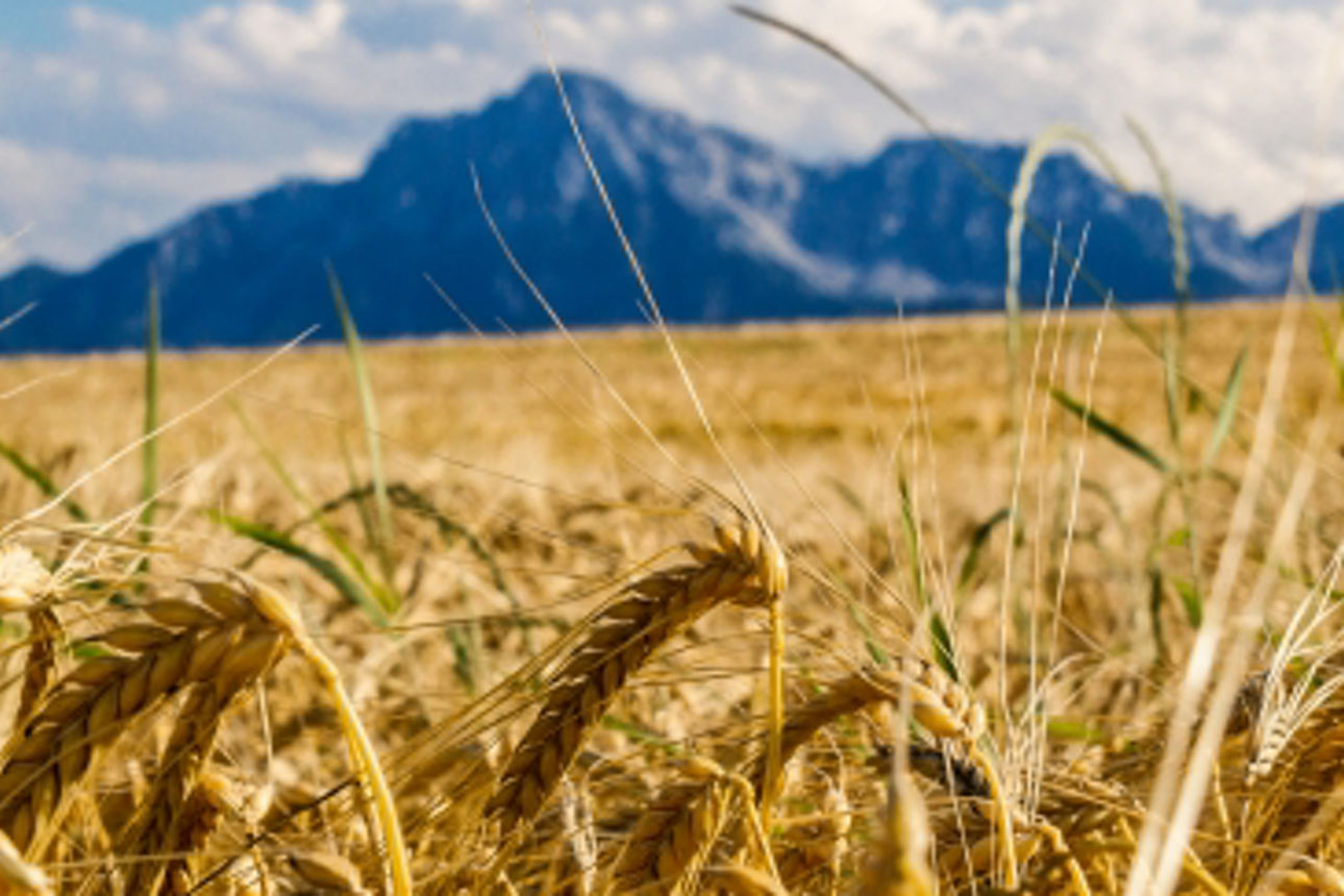 Weizenspitzen in einem Weizenfeld und große Berge in der Ferne.