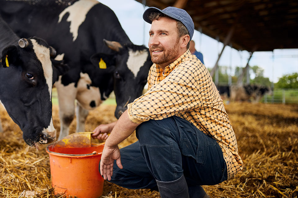 Junger Landwirt beim Kühefüttern