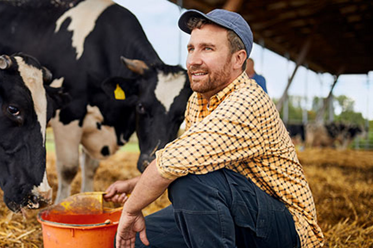 Junger Landwirt beim Kühefüttern