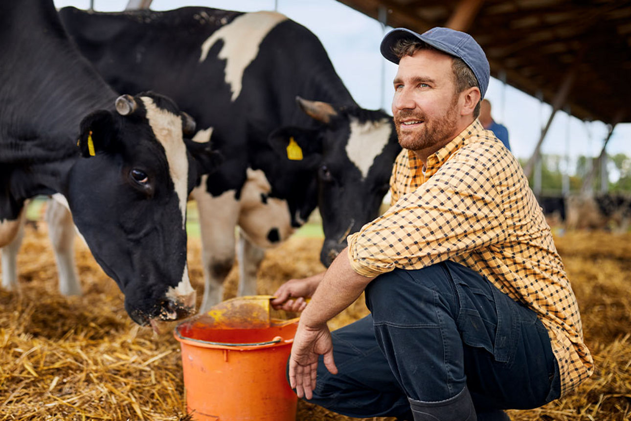 Landwirt bei der Fütterung mit Kühen