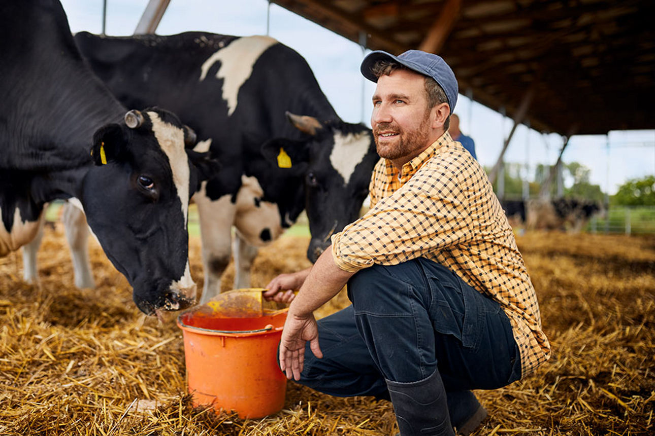 Ein Landwirt beim Füttern seiner Kühe 