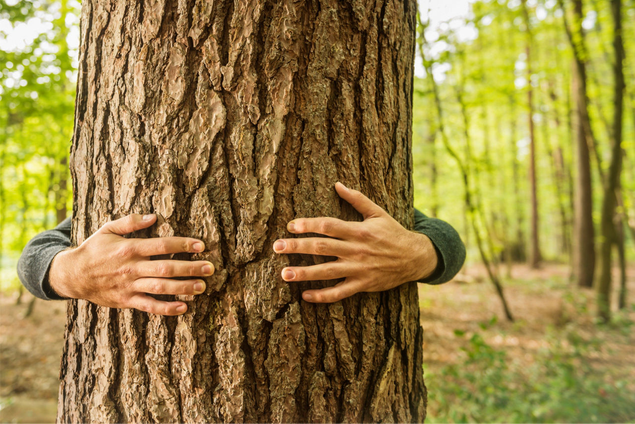Hände die einen Baum umarmen.