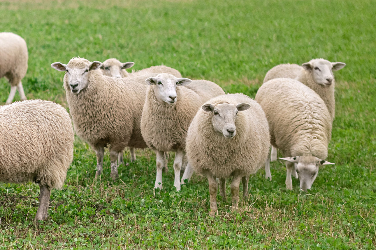Junge Schafssherde stehen für Sicherheit im Alter dank abgeschlossener Altersvorsorge